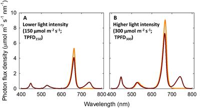 The interactive effects between far-red light and temperature on lettuce growth and morphology diminish at high light intensity